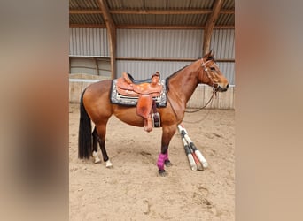 Quarter Pony, Mare, 11 years, 15 hh, Brown