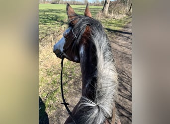 Quarter Pony, Mare, 11 years, 15,1 hh, Overo-all-colors