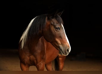 Quarter Pony, Mare, 12 years, 13.2 hh