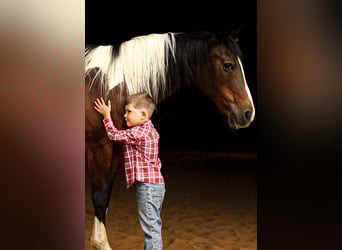 Quarter Pony, Mare, 12 years, 13.2 hh