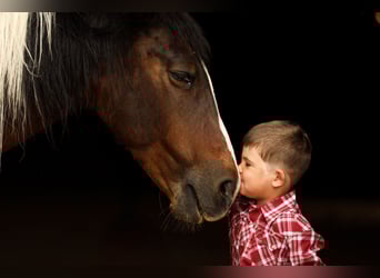 Quarter Pony, Mare, 12 years, 13.2 hh