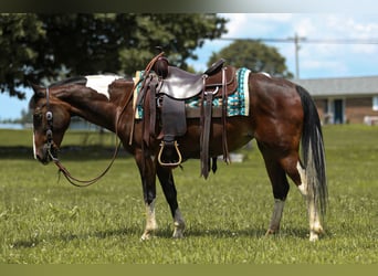 Quarter Pony, Mare, 12 years, 13.2 hh