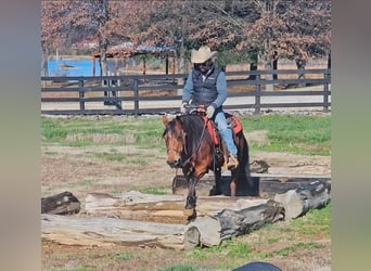 Quarter Pony, Mare, 12 years, 13.3 hh, Bay
