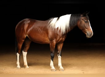 Quarter Pony, Mare, 12 years, 13,2 hh