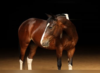 Quarter Pony, Mare, 12 years, 13,2 hh