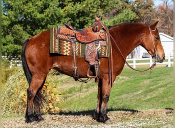 Quarter Pony, Mare, 12 years, 13,3 hh, Bay