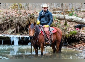 Quarter Pony, Mare, 12 years, 13,3 hh, Bay