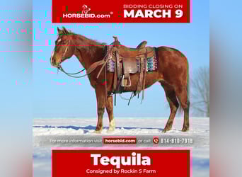 Quarter Pony, Mare, 12 years, 14 hh, Sorrel