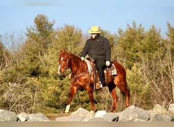 Quarter Pony, Mare, 12 years, 14 hh, Sorrel