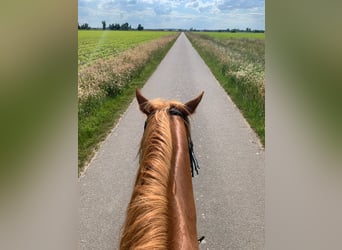 Quarter Pony, Mare, 12 years, 15.1 hh, Chestnut-Red