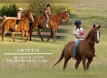 Quarter Pony, Mare, 13 years, 13.3 hh, Sorrel