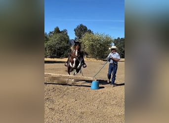Quarter Pony, Mare, 13 years, 13 hh, Tobiano-all-colors