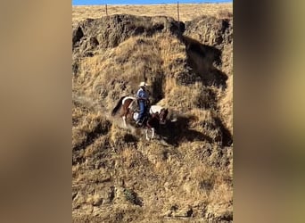 Quarter Pony, Mare, 13 years, 13 hh, Tobiano-all-colors