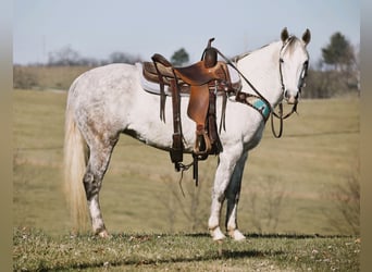 Quarter Pony, Mare, 13 years, 14.2 hh, Gray-Dapple