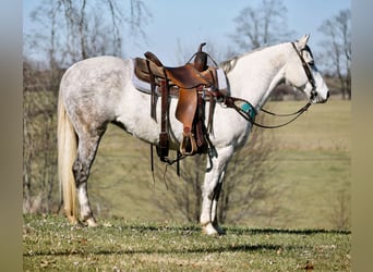 Quarter Pony, Mare, 13 years, 14.2 hh, Gray-Dapple