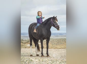 Quarter Pony, Mare, 14 years, Roan-Blue