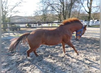 Quarter Pony, Mare, 15 years, 14.2 hh, Brown