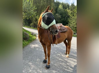 Quarter Pony Mix, Mare, 17 years, 14 hh, Chestnut-Red