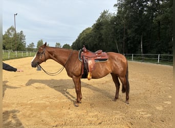 Quarter Pony, Mare, 17 years, 15 hh, Chestnut-Red