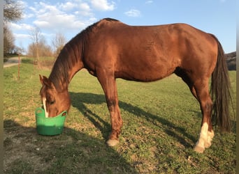 Quarter Pony, Mare, 18 years, 14.2 hh, Chestnut-Red