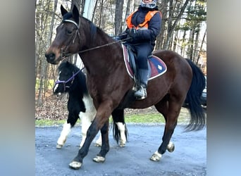 Quarter Pony, Mare, 18 years, 15.1 hh, Brown