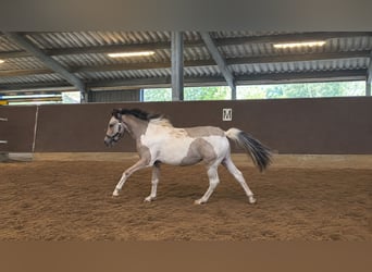 Quarter Pony, Mare, 1 year, 13.2 hh, Tobiano-all-colors