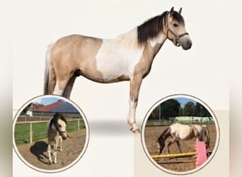 Quarter Pony, Mare, 1 year, 13.2 hh, Tobiano-all-colors
