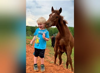 Quarter Pony, Mare, 1 year, 13 hh, Chestnut