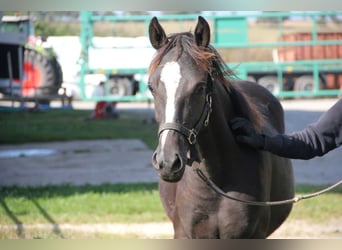 Quarter Pony Mix, Stute, 1 Jahr, 14,2 hh, Rappe