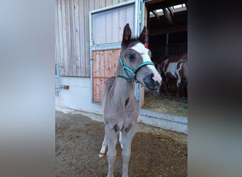 Quarter Pony, Mare, 1 year, 14.2 hh, Black