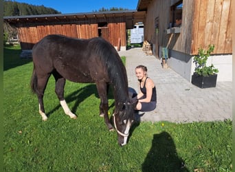 Quarter Pony, Mare, 1 year, 14.2 hh, Black