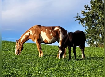 Quarter Pony, Mare, 1 year, 14.2 hh, Black