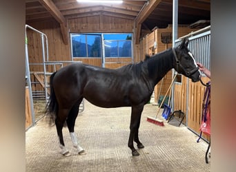 Quarter Pony, Mare, 1 year, 14.2 hh, Black