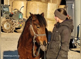Quarter Pony Mix, Mare, 1 year, 14.2 hh, Brown