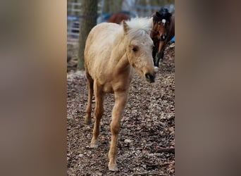 Quarter Pony, Mare, 1 year, 14.2 hh, Palomino