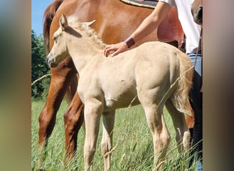 Quarter Pony, Mare, 1 year, 14.2 hh, Palomino