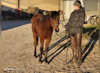 Quarter Pony Mix, Mare, 1 year, 14,2 hh, Brown
