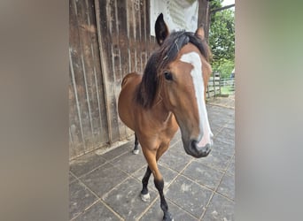 Quarter Pony, Mare, 1 year, 14,2 hh, Brown