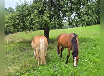 Quarter Pony, Mare, 1 year, 14,2 hh, Brown