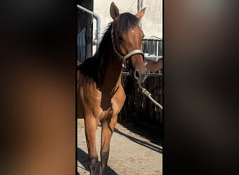 Quarter Pony Mix, Mare, 1 year, 14,2 hh