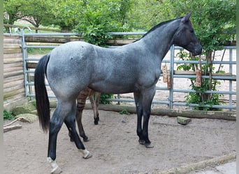 Quarter Pony, Mare, 1 year, 15.1 hh, Roan-Blue