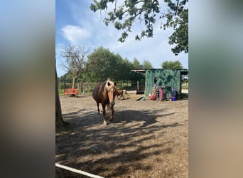 Quarter Pony Mix, Mare, 20 years, 15.1 hh