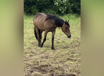 Quarter Pony, Mare, 2 years, 13.2 hh, Brown