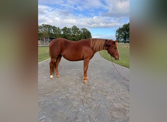 Quarter Pony Mix, Mare, 2 years, 14.1 hh, Chestnut-Red
