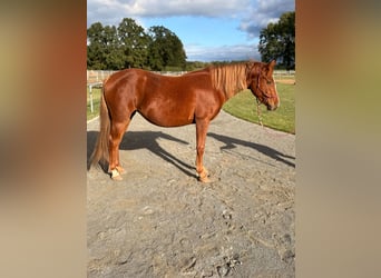 Quarter Pony Mix, Mare, 2 years, 14.1 hh, Chestnut-Red