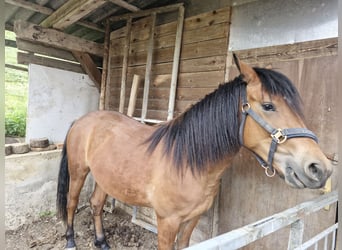 Quarter Pony Mix, Mare, 2 years, 14.2 hh, Brown