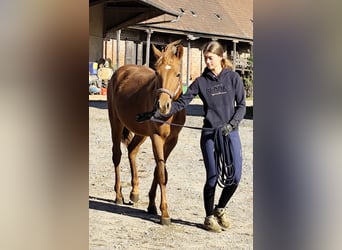Quarter Pony Mix, Mare, 2 years, 14.2 hh, Chestnut-Red