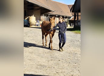 Quarter Pony Mix, Mare, 2 years, 14.2 hh, Chestnut-Red