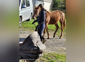 Quarter Pony Mix, Mare, 2 years, 14.2 hh, Chestnut-Red