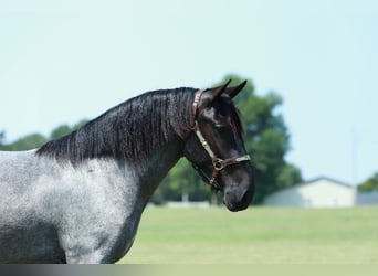 Quarter Pony Mix, Mare, 2 years, 14 hh, Roan-Blue